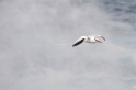 054 Red-billed tropicbird 01